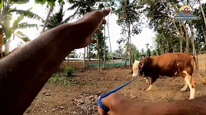 35K views · 952 reactions | Bikin ambles timbangan! Sapi baru kandang Setia Farm | SETIA FARM | Facebook