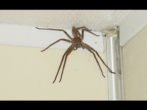 World's Biggest Giant Spider