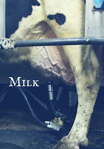 Milk - movie: where to watch streaming online