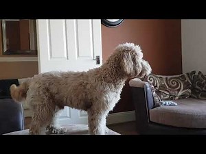 Blaze Apricot Puppy The Toy Cockapoo Howling 😁