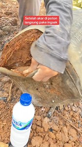 139K views · 429 reactions | Tutorial penanaman pohon durian yang baik dan benar #kebuniwandurian #iwandurian #pohondurian #duriantraveler #durianusantara #fyp #vidio #viral #sorotanpublik | Iwan Iwan | Facebook