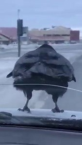 3.1K views · 43 reactions | Besplatna voznja 藍 | Talas Pozitivne Energije | Facebook