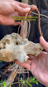 299K views · 2.6K reactions | My bonsaiwork today, always be creative to create bonsai for future. #bonsai #bonsaiwork #bonsaiinspiration #bonsaiinspirasi #bonsaiart #bonsaiartist #bonsailovers #bonsaitree #bonsaiworld #bonsaimania #bonsaiindonesia | Herman Key | Facebook