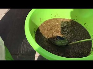 Ferrex Scarifier & Over Seeding My Lawn