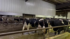 213K views · 10K reactions | This pen of 300 mature Holstein cows going to be milked at Norden dairy These are all 2nd lactation plus breeding cows from 20-150 days in milk averaging 50liters110lbs of milk milking three times a day | Drumgoon Dairy | Facebook
