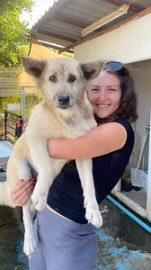 1.1K views · 36 reactions | Scruffy’s Self-Care Glow-Up! Look at our handsome boy after our volunteer Rochelle’s grooming session! #dogsdeservethebest #rescuedogsarethebest #volunteer #rescuepaws #onepawatatime | Rescue PAWS | Facebook