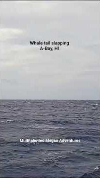 Whale tail slapping. It's amazing how long it went on for.
