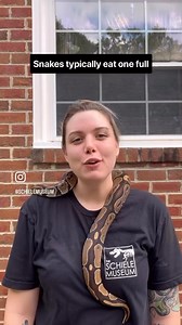 2.1K views · 30 reactions | Happy International Snake Day! Enjoy these fun facts about our resident Ball Python, Zombie. Eager to learn more? Visit The Schiele to see The Snakes of The Carolinas exhibit for a deep dive into the world of snakes. #snakes #gastonianc #museum | The Schiele Museum of Natural History | Facebook