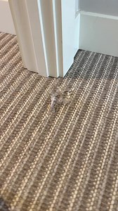 Repairing a woven | The Carpet Repair Guys