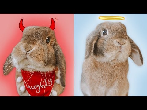 The PROS & CONS of Rabbits