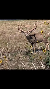 83K views · 1.9K reactions | Majestic buck, strutting through the golden meadow. 歷 #wildlife | Tina Shapiro | Facebook
