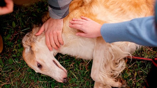 Cómo hacer RCP de manera correcta a una mascota y salvarle la vida