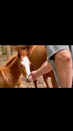 Here’s some history….lets start with Commander King - Don & Frank bought 2 mares by him both bred to Smart Than (Smart Little Lena x Gay Bars Gen). One of the mares “Spooky Sophie” (dam of Quixote Mac, NCHA Open World Champion Cutting Horse) had a filly they named “Spooky Little Lena”. Don bred her to Mr King Peppy, a stallion by Mr San Peppy Don showed in cutting earning over $60,000. “Spooky Little Peppy” is the dam of “For Luv Of Money” (by Mr Sun O Lena) who is the dam of “Luv Affair” (by Hy