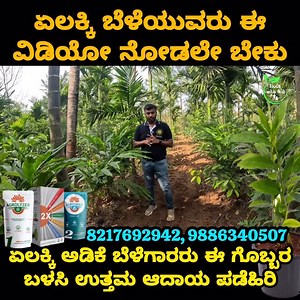 2.1K views · 328 reactions | ಏಲಕ್ಕಿ ಬೆಳೆಯುವರು ಈ ವಿಡಿಯೋ ನೋಡಲೇ ಬೇಕು #touchwithanil #touchwithanilnarsaryhassan #hassannarsary #nimbuplant #campwithanil #jaykayplant #touchwithanilhassannarsary #rlakkiplamt #keralaelakki #nalyanigreengoldrlakki #englihtagrotech #davanagere #hassan #shivmogga #chithradurga #karnataka #karnatakaelakki #karnatakacardamomplant #cordamomplant | Touch with Anil | Facebook