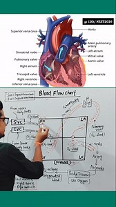 Blood flow chart | Human Heart❤️ #neet #nursing #pharmacist #futuredoctor ::::::::::⚕️⚕️⚕️⚕️ #circulatorysystem #heart #blood #bloodvessels #anatomyandphysiology #medical #medicalscience #healthcare #pharmaceutical | Pashupati Nath Gupta