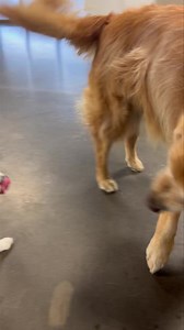 51 reactions | The pawsitive byproduct of the #dogdrama though was that Finnie hot moving n wanting to play with his furiends... ❤️殺 | Just Fur Kids Dog Daycare | Facebook