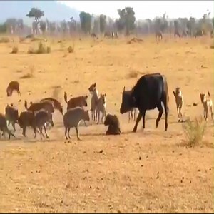 Hyena hunt a Cape buffalo calf | Serengeti National Park | Wildlife Africa
