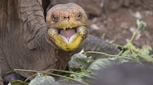 Randy 100-year-old tortoise named Diego saves Galapagos species from extinction