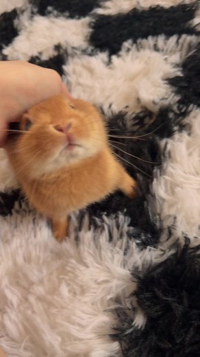 生後2ヶ月のまめすけ｜可愛い赤ちゃんうさぎの暮らし