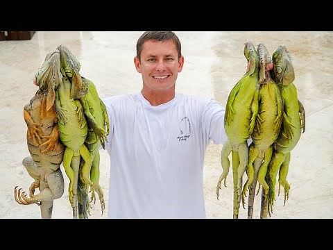 Hunting INVASIVE Iguanas! Catch Clean Cook (2 Amazing Iguana Recipes)