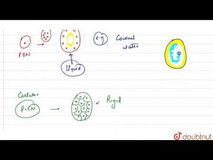 The endosperm of coconut is: