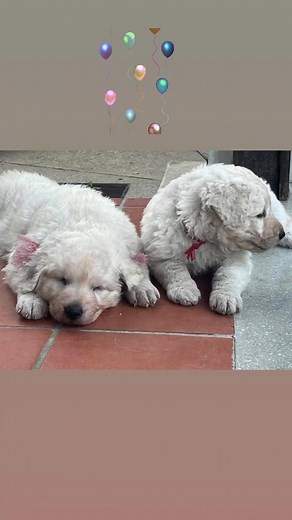 Kuvasz csendélet 🎈 #kulcsoslujzakuvaszok #kuvasz #kuvaszpuppy | Kulcsos Lujza Kuvasz Kennel