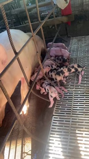 Piglets😍 Farm Girl #PIGGERY #pigfarmvideo #pigfarming #farmgirlatheart #countrylife #Hograiser #fypシ゚viralシ2023 #fypシ゚viralシ | Zel Puddy