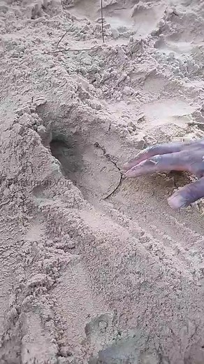 Crab Catch & Fight | நண்டு வேட்டை | Fisherman Lifestyle | Healthy Seafoods #shorts #பட்டறைகருவாடு #பாரம்பரியம் #dryfish #parampariyam #fishfry #dhanuskodi #fishermanvoice #crab #rameshwaram #lobster | Fisherman Voice