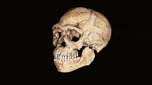 315,000-Year Origin: The Oldest Homo Sapiens Fossils Ever Found