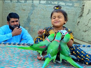 Wow Moat Beautiful Alexgendren Team Parrots #parrots #birds | Wild BIRDS