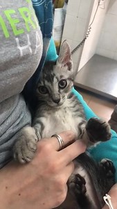 Kater Angel | Aktion Tierisch Happy e.V.