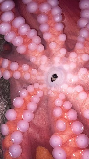 Discovering the Astonishing Octopus beak with Ozai