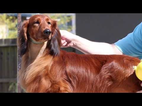 Drying Longhair Dachshund (Pramada Grooming Series #3)