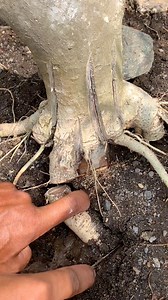 for maximum root fractions ( Streblus Asper ) #bonsai #lifestyle #hobby | Pax Dar