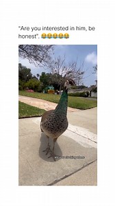 657K views · 10K reactions | Is it just normal for peacocks to walk around your neighborhood? (@kalenastoor via @bitch) | Humor | Facebook