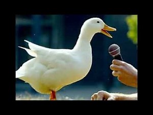 duck quack sound effects download