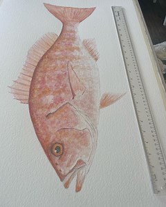 Red Snapper - Etsy