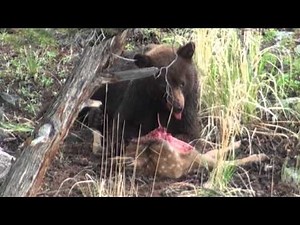 Bear eats live elk calf - Yellowstone National Park