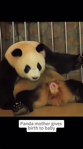 Panda Gives Birth to Adorable Baby Pandas