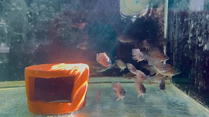 21 reactions | Red Ruby Peacock Cichlid (juvenile) available  Check google for adult color reference  | The Koi and Goldfish Factory | Facebook