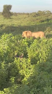 73M views · 898K reactions | The Wildebeest child is hiding so that the lion does not see him, but fear is the ruler. Wildlife safari TANZANIA #adventure #travel #nature #explore #photography #travelphotography #wanderlust #hiking #mountains #travelgram #photooftheday #love #outdoors #landscape #naturephotography #instagood #x #camping #trip #instatravel #beautiful #vacation #picoftheday #offroad #instagram #summer #traveling #travelblogger #adventuretime #outdoor | Animal videos | Facebook