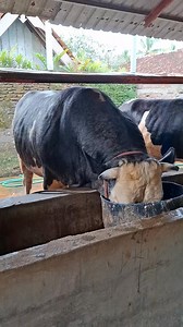 Belgian blue leher beton‼️ #fyp #jangkauanluas #cow #bull #sapi #petsearch #animalsrescue #britishcolumbia #severeweather #coldfront #farming #communitysupport #ontario #quebec | Adi PurAresa