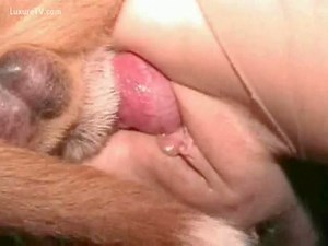 Close shot of dog fucking vagina