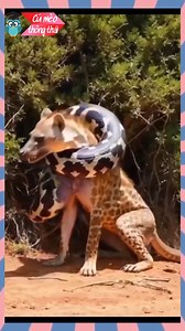 12K views · 48 reactions | Linh cẩu săn trăn và cái kết đắng | Cú Mèo Thông Thái | Facebook