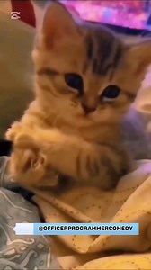 1K views | My morning prayers #catlover #AI #reels #trend | Officer Programmer comedy | Facebook