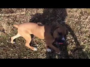 Mastiff Boxer Mix, Puppy Training at MondioPup Balanced Dog Training