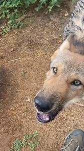 Practicing our howls today!! #timber #wolf #pup #FerragamoLetsDance #cute #howl #awoo #baby | Kaitlin Richard