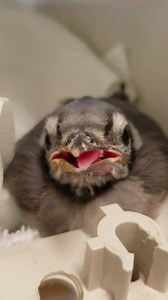 When fledgling blue jays lick their lips :) This cute guy was found in the middle of the road hunched up and sort of on pause while traffic raced by. The protocol for these situations is to make sure baby is not injured and then set him in the closest greenspace adjacent to where found and allow parents to resume their care. Remember, fledglings are just learning how to fly and when in this awkward stage, mostly hop and jump. Shannon thankfully did this but when he seemed really lethargic, she c