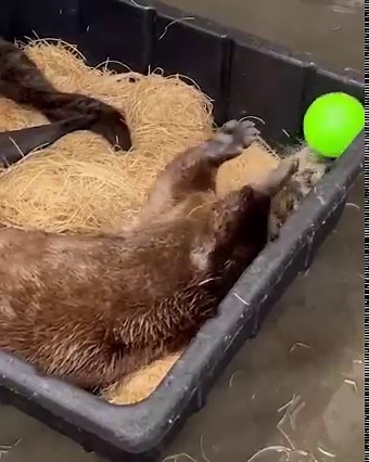 The otters are "having a ball" | Zoo Knoxville