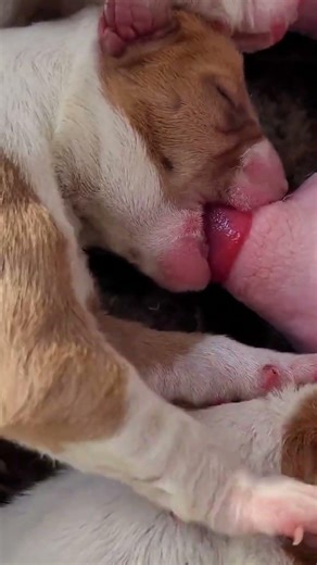 幸せを運ぶ子犬 #KoreaPuppies #JapanDogs